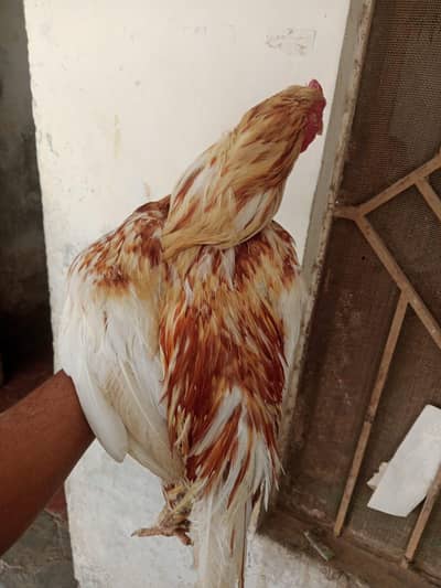 bredar morga for sale