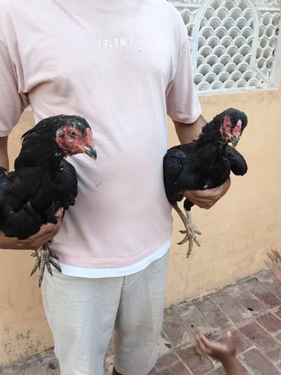 2 pure mushki quality hens for sale