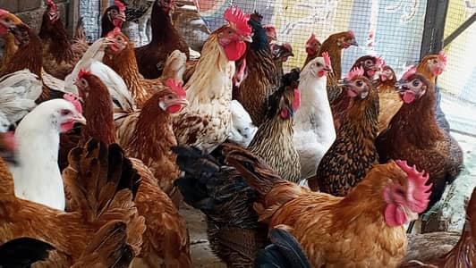 egg laying murgi Desi murgi anda dyrhi hah
