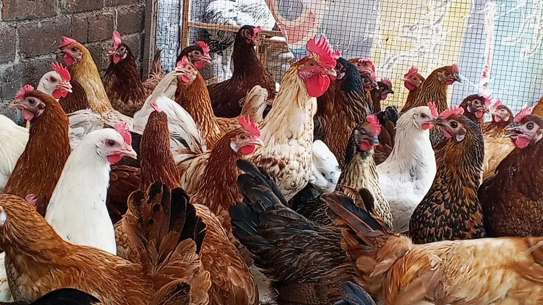 egg laying murgi Desi murgi anda dyrhi hah — photo 2