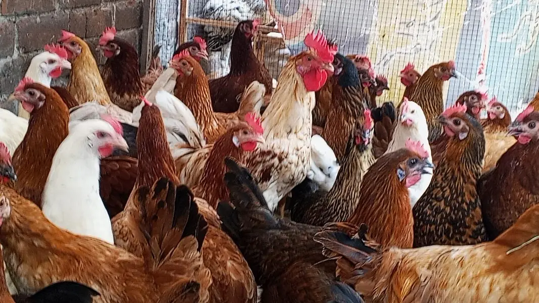 egg laying murgi Desi murgi anda dyrhi hah — photo 3