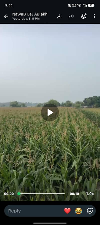 Makki sale For Silage 20akker