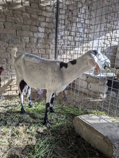 Barbari Goat For Sale | Bakri | Teddy Barbari | Milky Goat