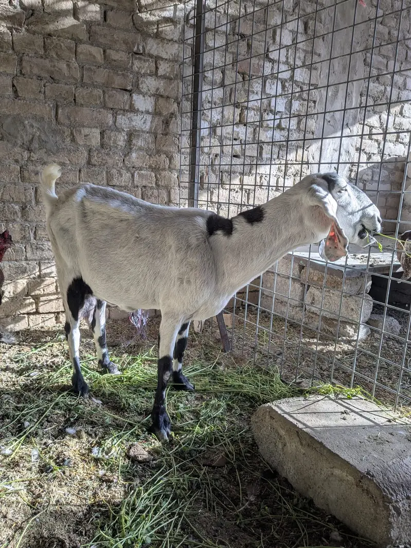 Female Barbari Goat For Sale | Bakri | Teddy Barbari | Milky Goat