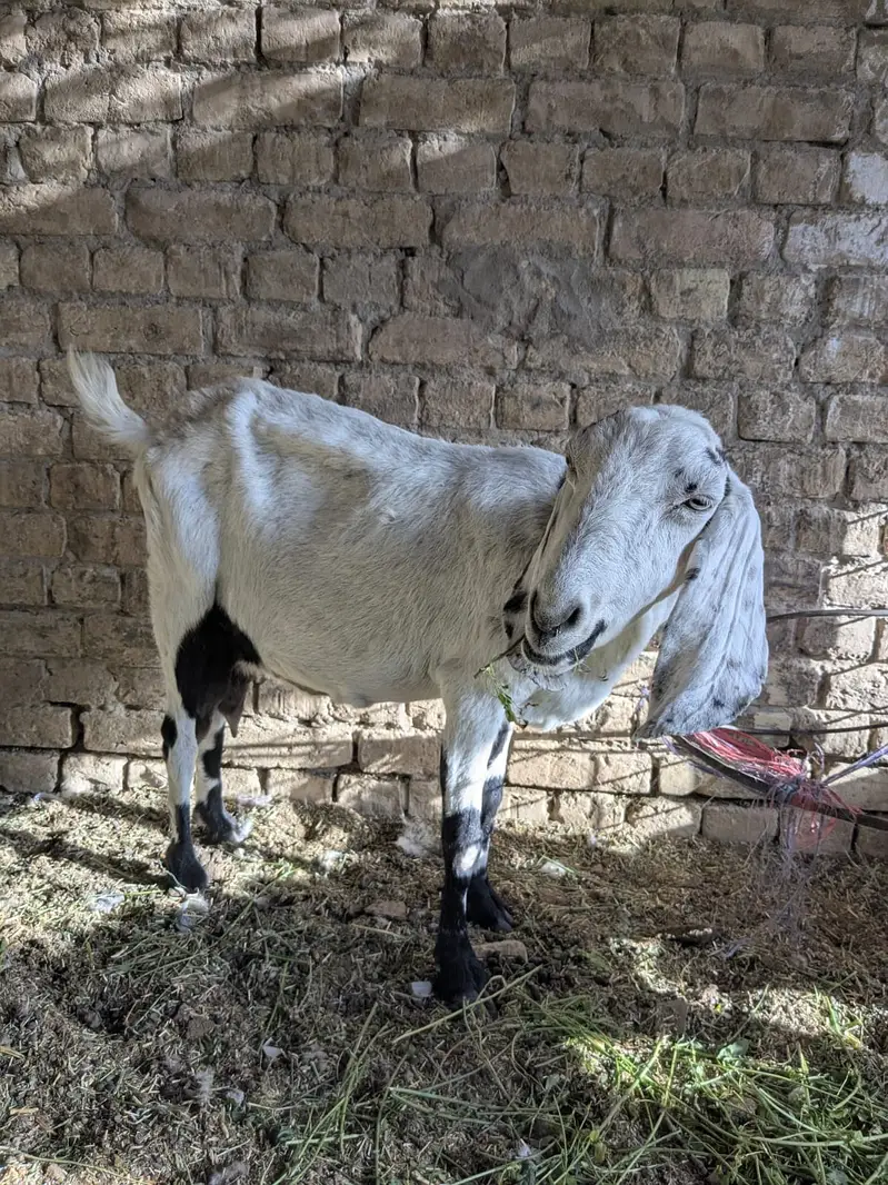Female Barbari Goat For Sale | Bakri | Teddy Barbari | Milky Goat — photo 2