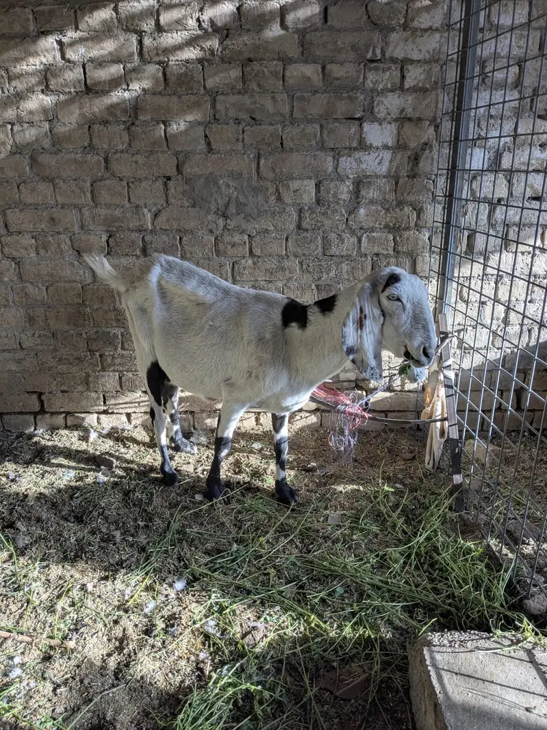 Female Barbari Goat For Sale | Bakri | Teddy Barbari | Milky Goat — photo 3