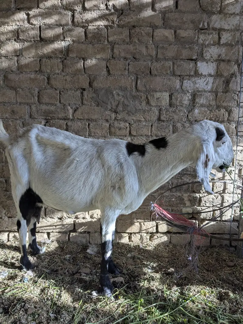Female Barbari Goat For Sale | Bakri | Teddy Barbari | Milky Goat — photo 4