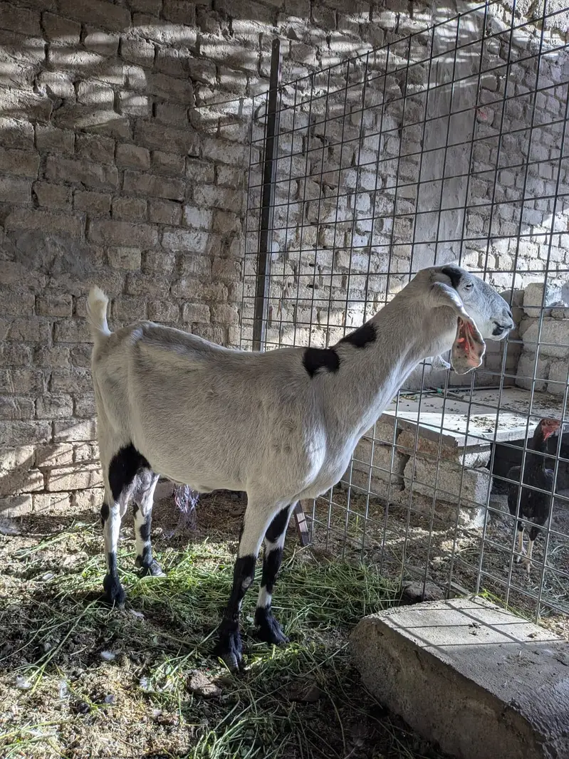 Female Barbari Goat For Sale | Bakri | Teddy Barbari | Milky Goat — photo 6