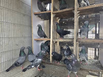 breeder loft