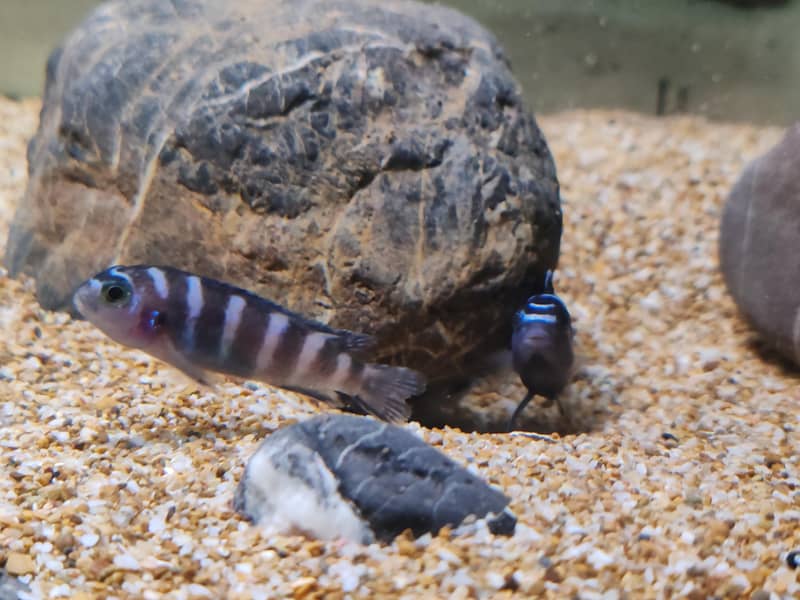 African cichlids 0