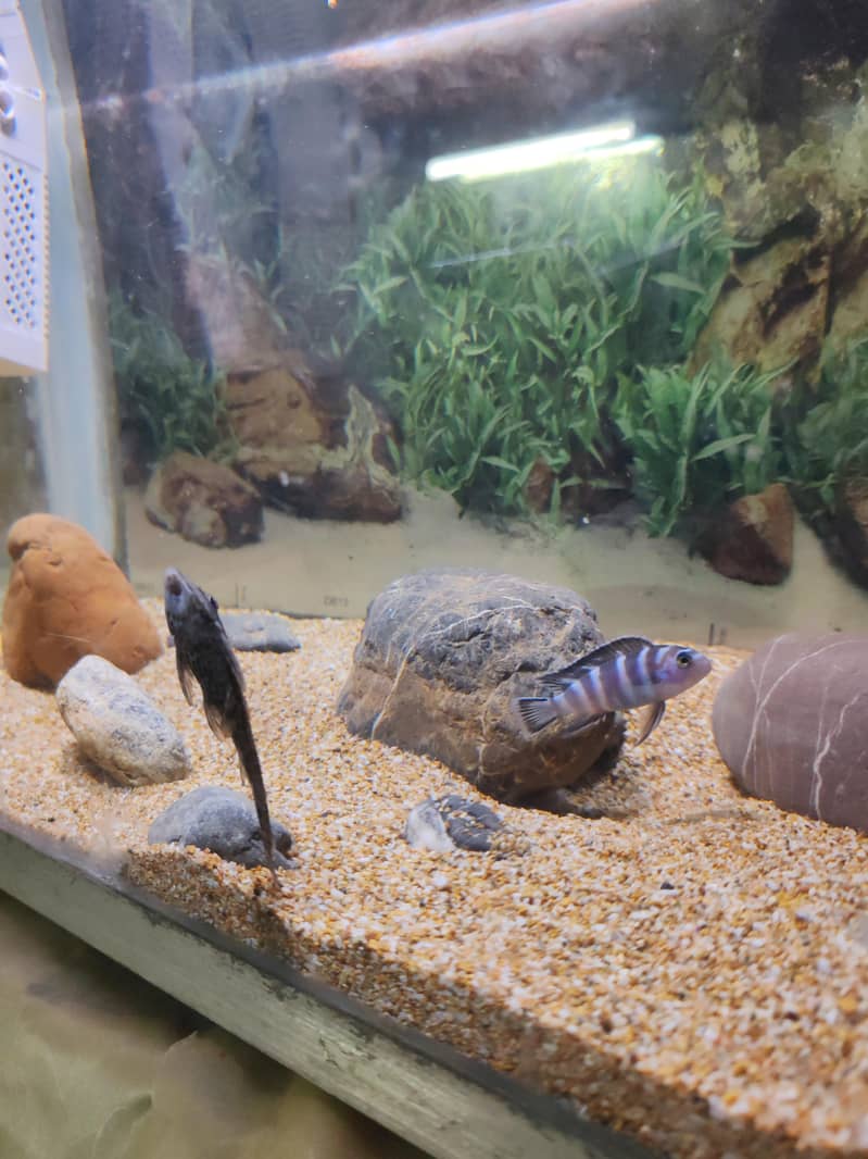 African cichlids 1