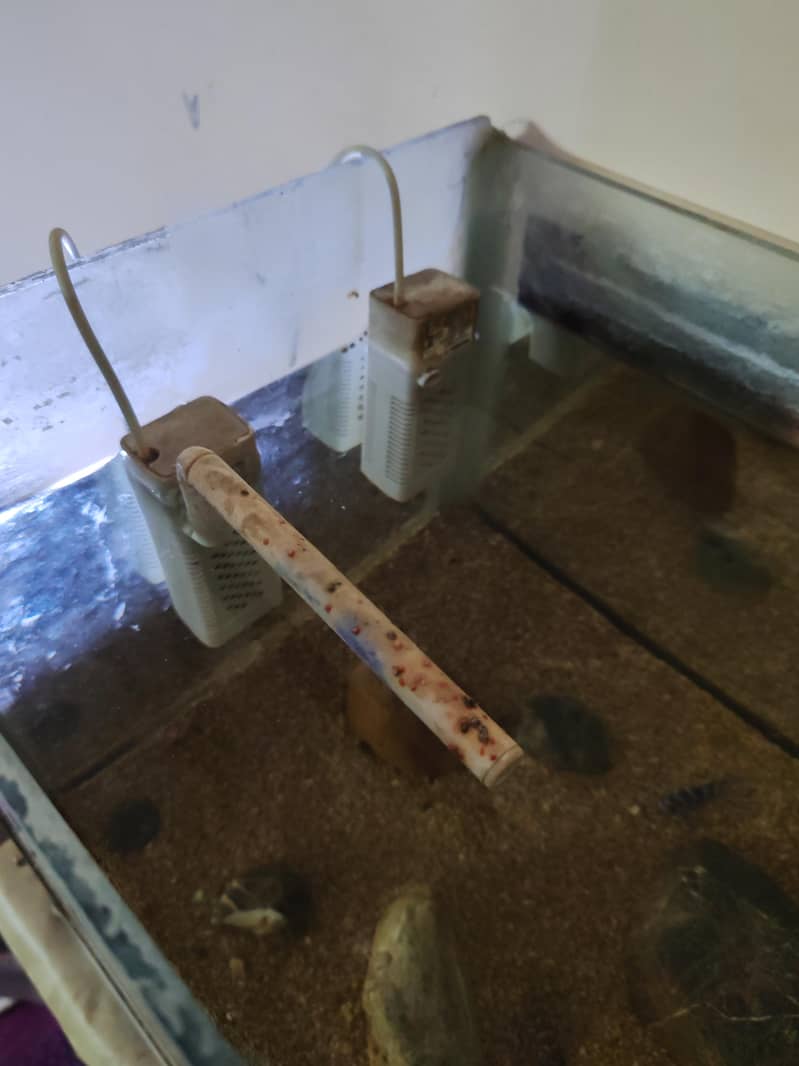 African cichlids 2