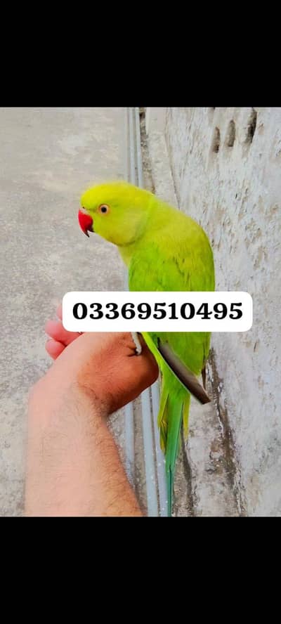 Handtame Male  parrot for sale