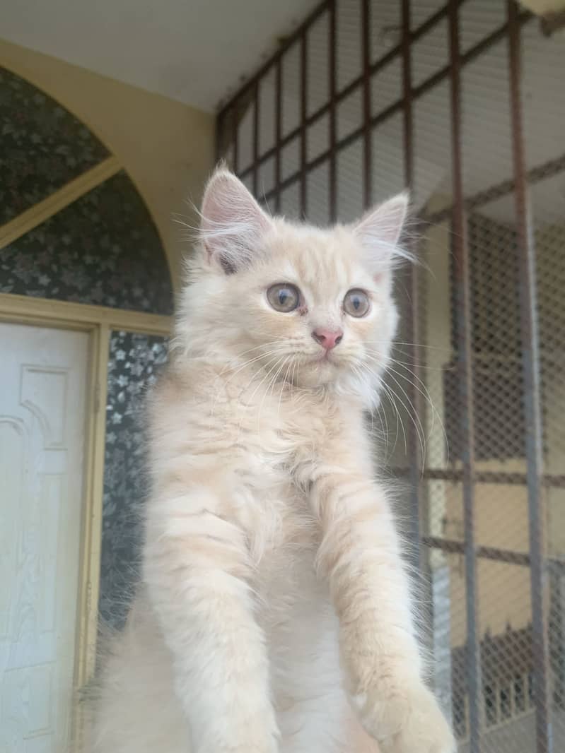 Persian kitten 7