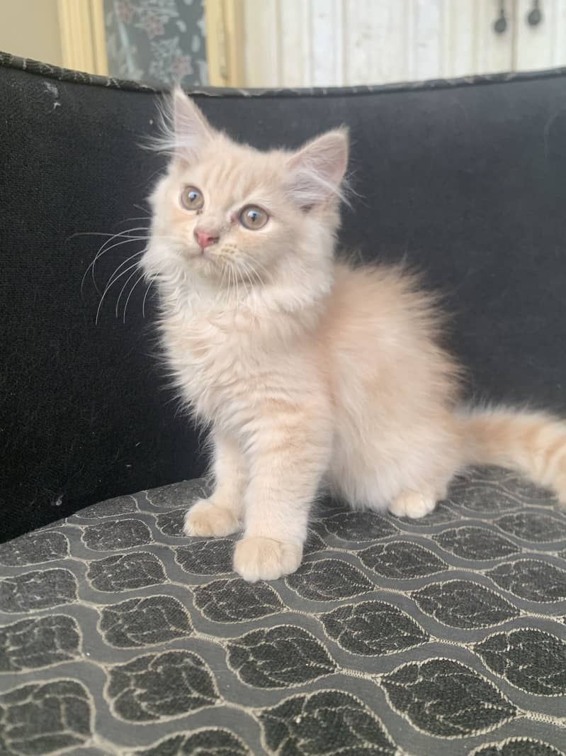 Persian kitten 8
