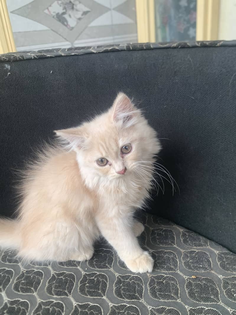 Persian kitten 9
