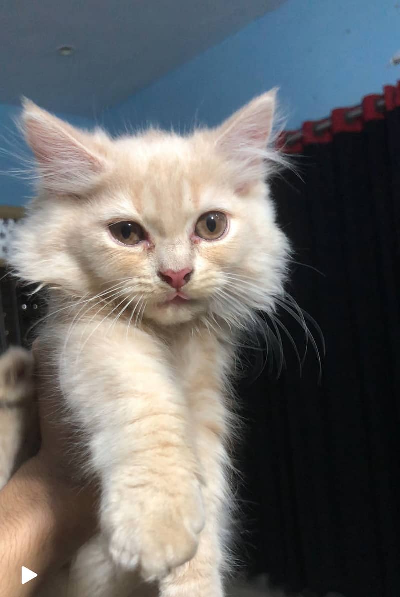 Persian kitten 10