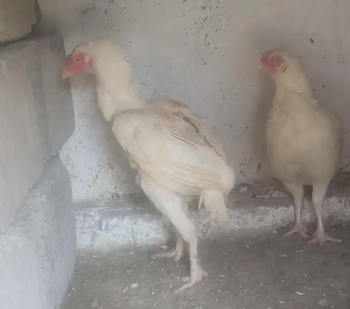 ​خالص اصیل ہیرا مرغیاں (2 عدد) - مناسب قیمت پر برائے فروخت — photo 3