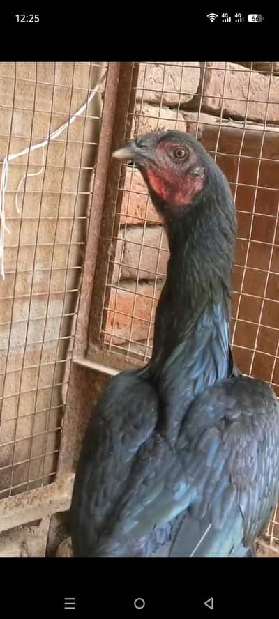 barmi drayghan cross Madi for sale 03157697016
