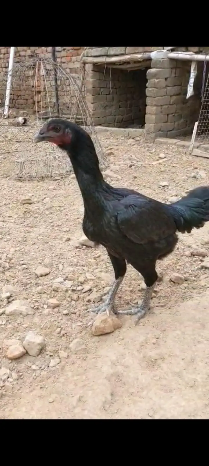 barmi drayghan cross Madi for sale 03157697016 — photo 4