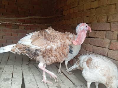 Turkey Male female
