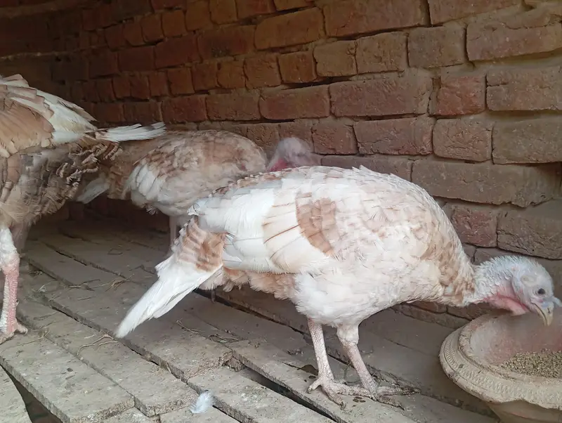 Turkey Male female — photo 2