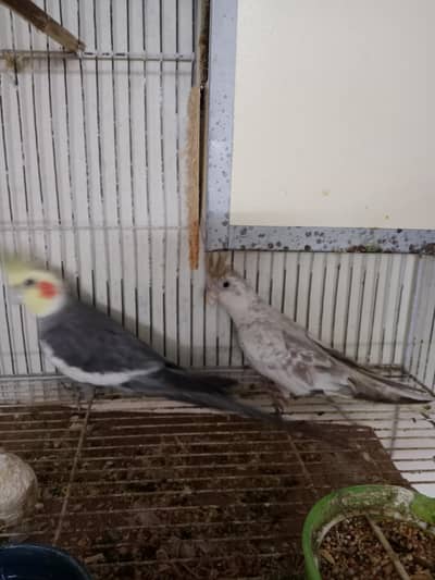 cocktail pair urgent sale
