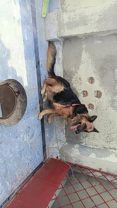 family dog