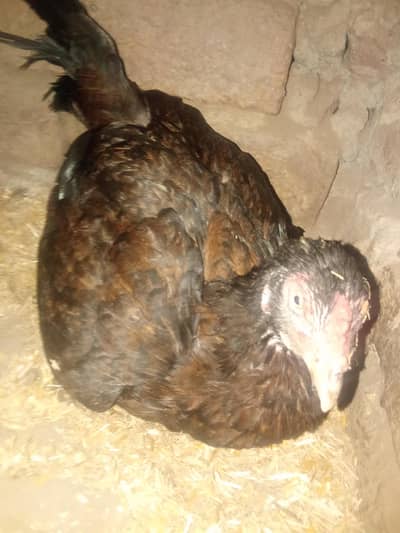 kurk madi for sale bht achi madi ha pure mian wali breed ki