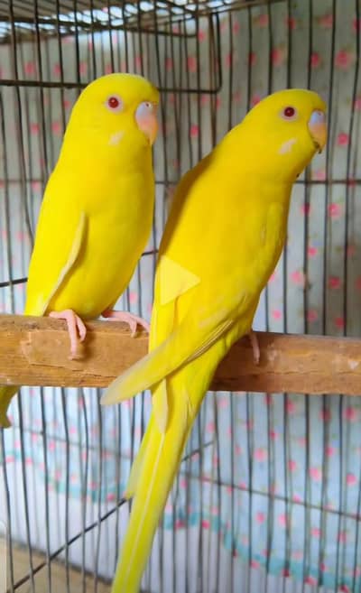 Budjee BREEDERS PAIR