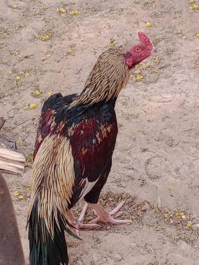 Aseel Patha for sale
