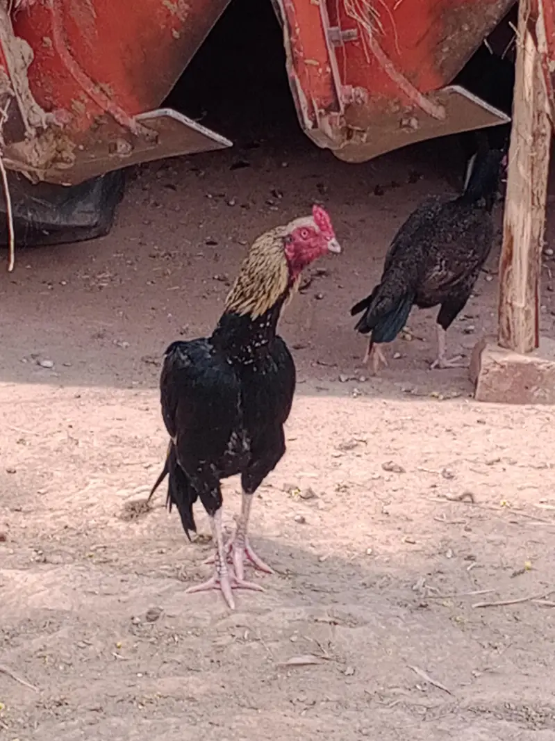 Aseel Patha for sale — photo 2