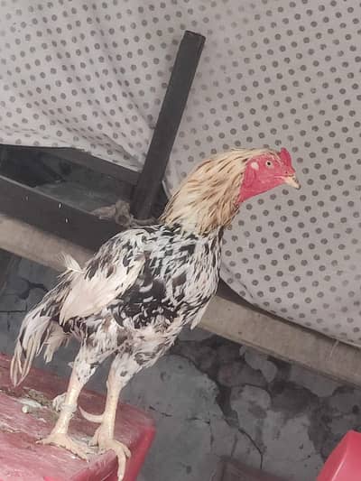 Aseel murgha for sale location tamman talagang