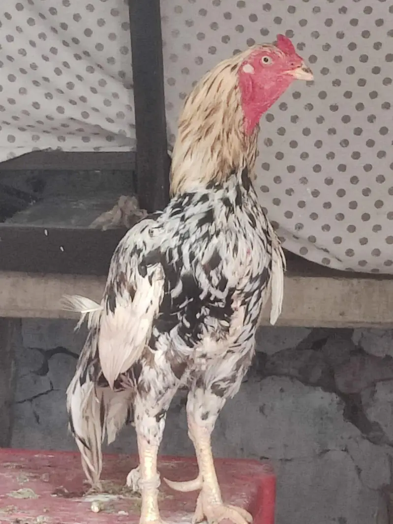 Aseel murgha for sale location tamman talagang — photo 2