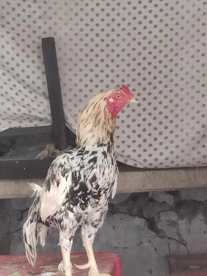 Aseel murgha for sale location tamman talagang — photo 3