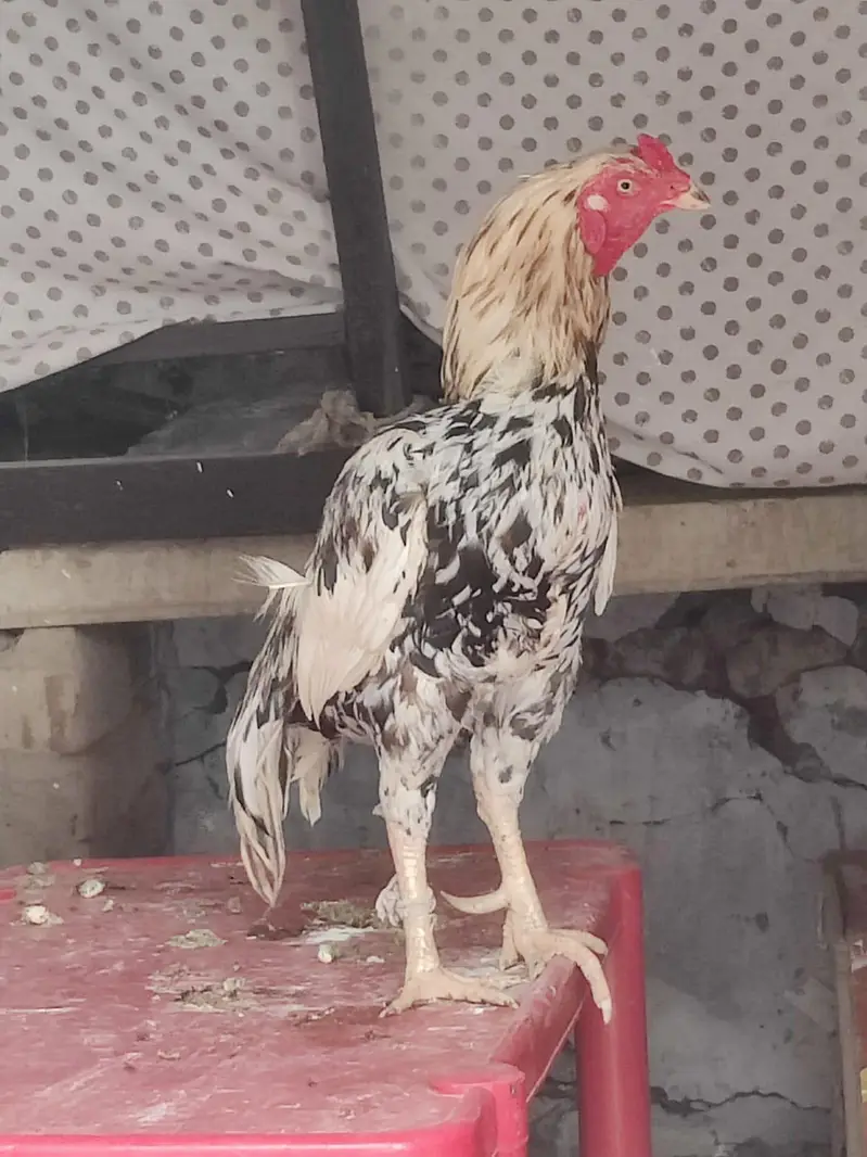 Aseel murgha for sale location tamman talagang — photo 4