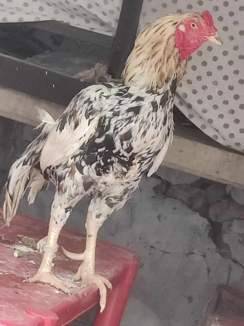 Aseel murgha for sale location tamman talagang — photo 5