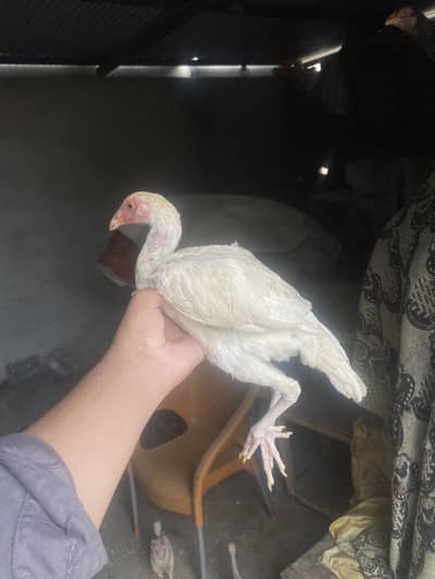 Pure aseel hera chicks