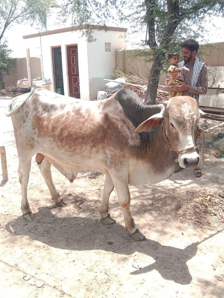 cholistani 1