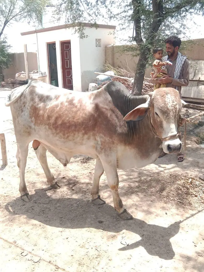 cholistani — photo 2