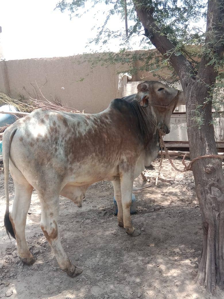 cholistani 2