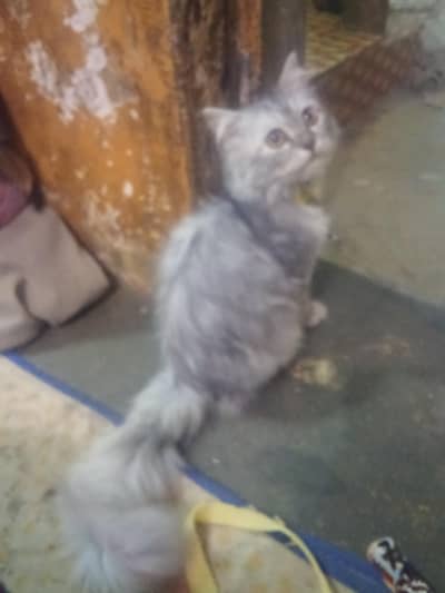 gorgeous multi shaded Persian cat