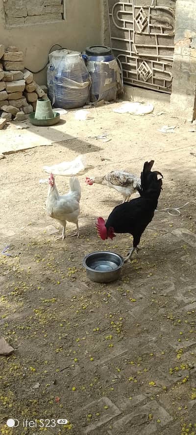 2 murghaein aur AK murgha for sale ha