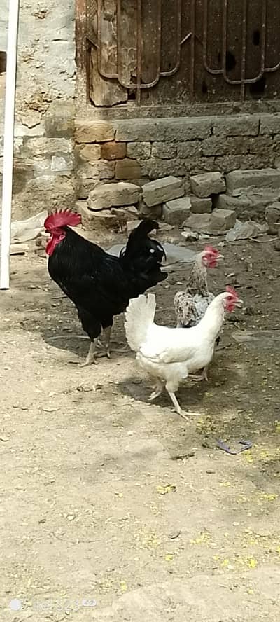 pure Australop bloodline