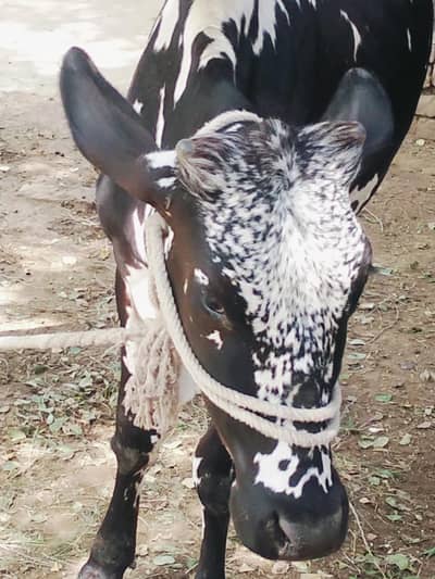 Final Qimat :1 Lac 60 Hazar_Healthy Cholistani Bachri _Age 18months .