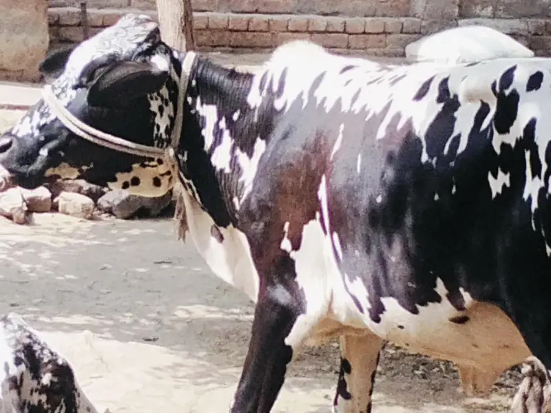 Final Qimat :1 Lac 60 Hazar_Healthy Cholistani Bachri _Age 18months . — photo 2