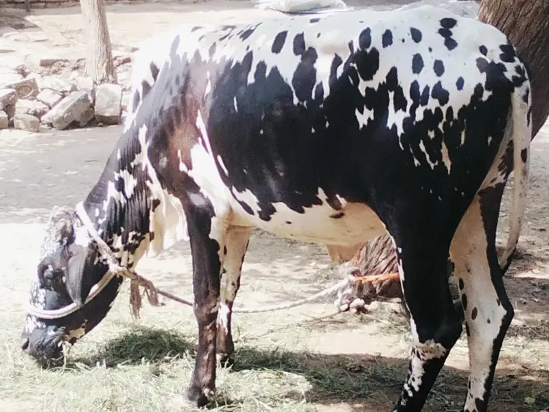 Final Qimat :1 Lac 60 Hazar_Healthy Cholistani Bachri _Age 18months . — photo 3