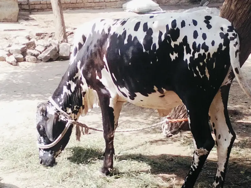 Final Qimat :1 Lac 60 Hazar_Healthy Cholistani Bachri _Age 18months . — photo 4