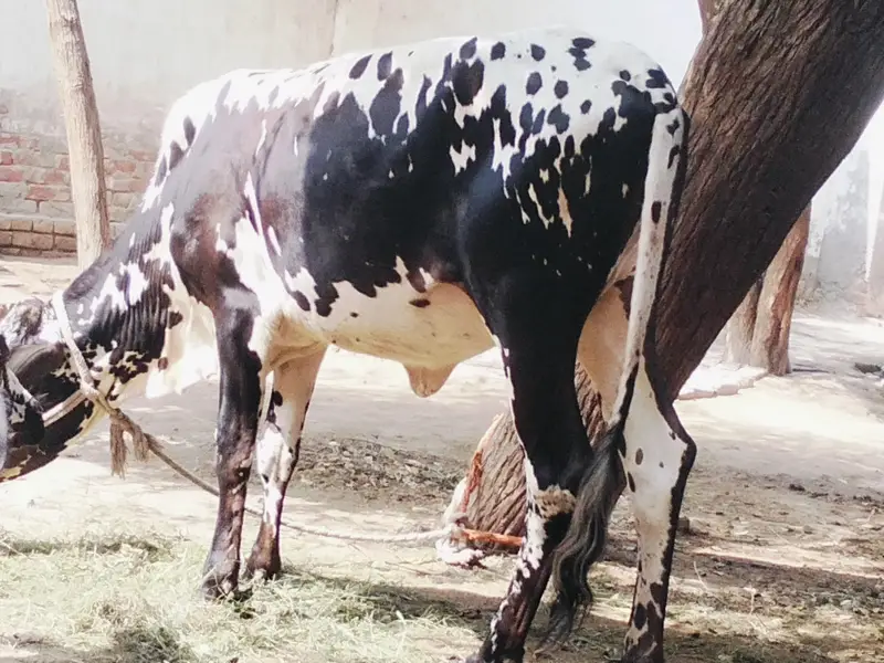 Final Qimat :1 Lac 60 Hazar_Healthy Cholistani Bachri _Age 18months . — photo 5