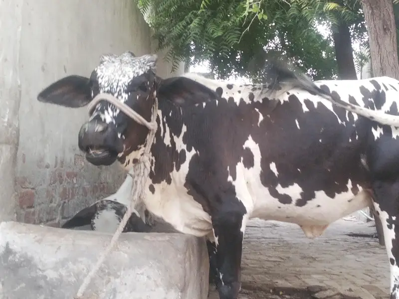 Final Qimat :1 Lac 60 Hazar_Healthy Cholistani Bachri _Age 18months . — photo 6